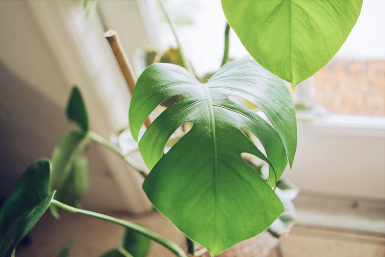 5 Monstera Deliciosa Seeds Swiss Cheese Plant USA Seller - Etsy