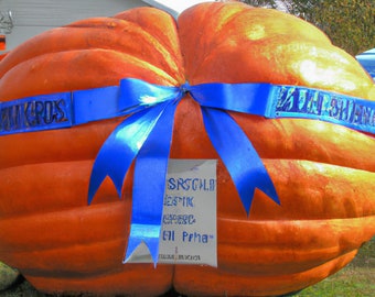 10 Dills Atlantic Giant Pumpkin Seeds - Prize Winning Cucurbita maxima, 2,000+ lbs!