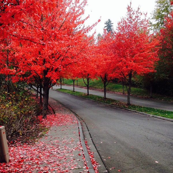 40+ Red Maple (Acer rubrum) Fast Growing Tree Seeds, USA Seller