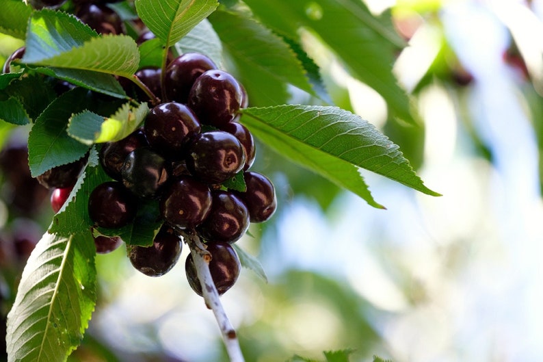 20 Black Cherry Seeds Sweet Edible Fruit Tree prunus Etsy Canada