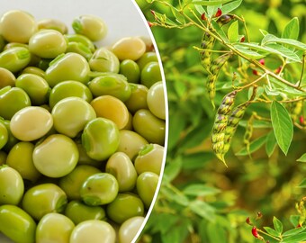 Congo Peas Seeds Puerto Rico Beans Pigeon Pea Seed ½oz to 1LB Grandules Congo Peas Seeds Puerto Rico Beans Pigeon Pea Seed ½oz to 1LB Grandules