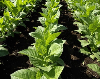 1500 Burley Tobacco Seeds (Nicotiana Tabacum,TN90 Burley) | Tennessee Nicotiana