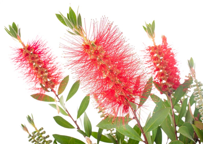 100 Crimson Bottle Brush Seeds Callistemon citrinus Fast-Growing Red Flowering Tree image 5