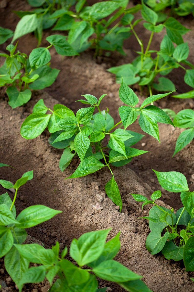 100 Jade Bush Bean Seeds Green Beans Seeds for Planting USA Etsy