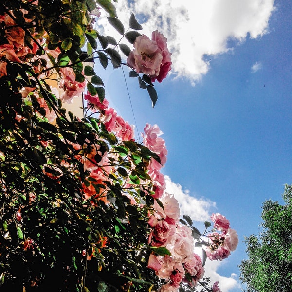 35 Rosa Canina Seeds | Pink Flowering Rosehip Rose Bush: Makes Rose Hips!