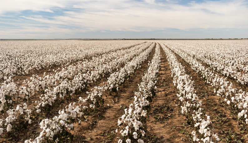 30 White Cotton Seeds BURANDA Non-GMO, 100% Quality, High-Density image 5