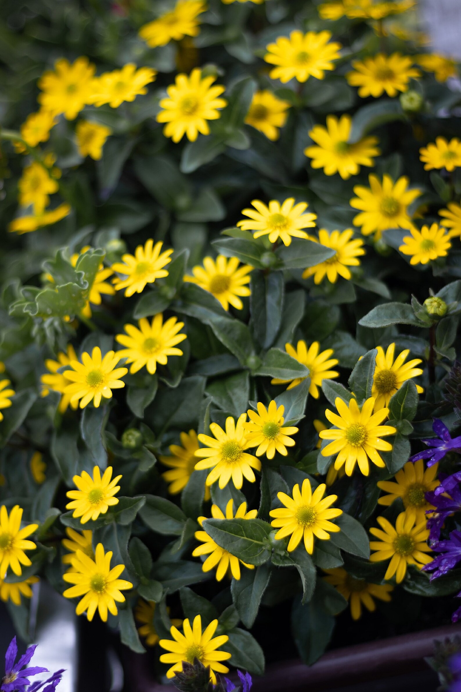 500 Creeping Zinnia Ground Cover Rock Garden Flower Seeds, BULK Free