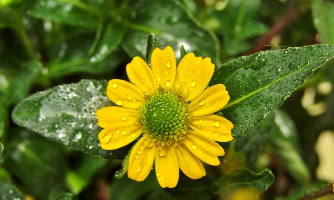 500 Creeping Zinnia Ground Cover Rock Garden Flower Seeds Etsy