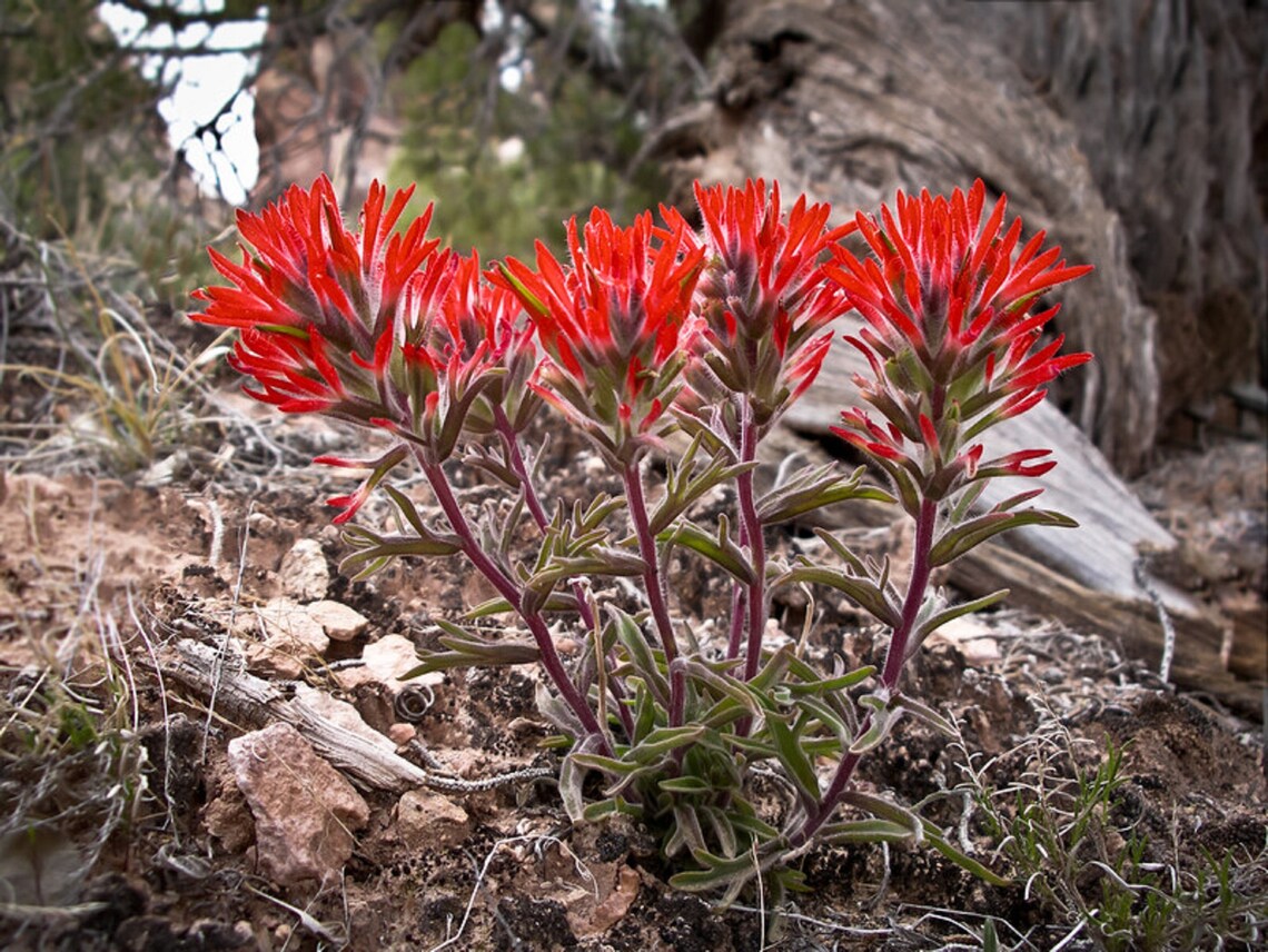 1000 Indian Paintbrush Flower Seeds Perennial Castilleja Etsy