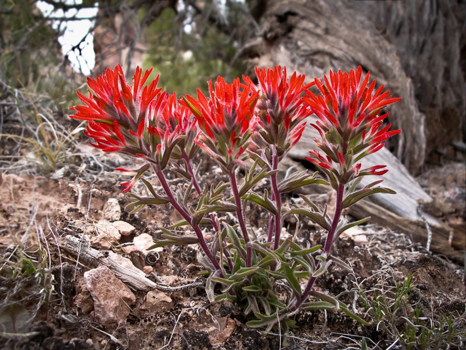 1,000 Indian Paintbrush Flower Seeds Perennial Castilleja Integra Etsy