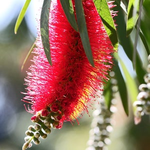 100 Crimson Bottle Brush Seeds Callistemon citrinus Fast-Growing Red Flowering Tree image 8