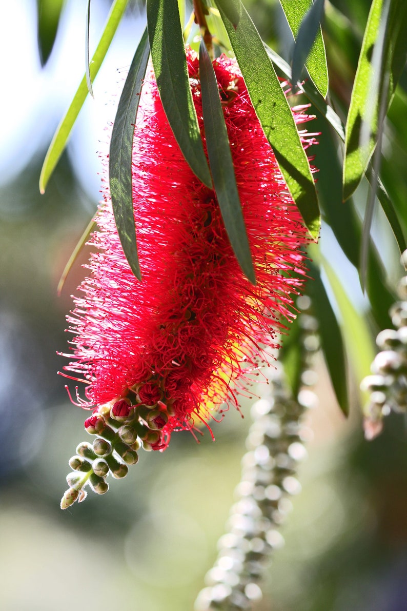 100 Crimson Bottle Brush Seeds Callistemon citrinus Fast-Growing Red Flowering Tree image 8