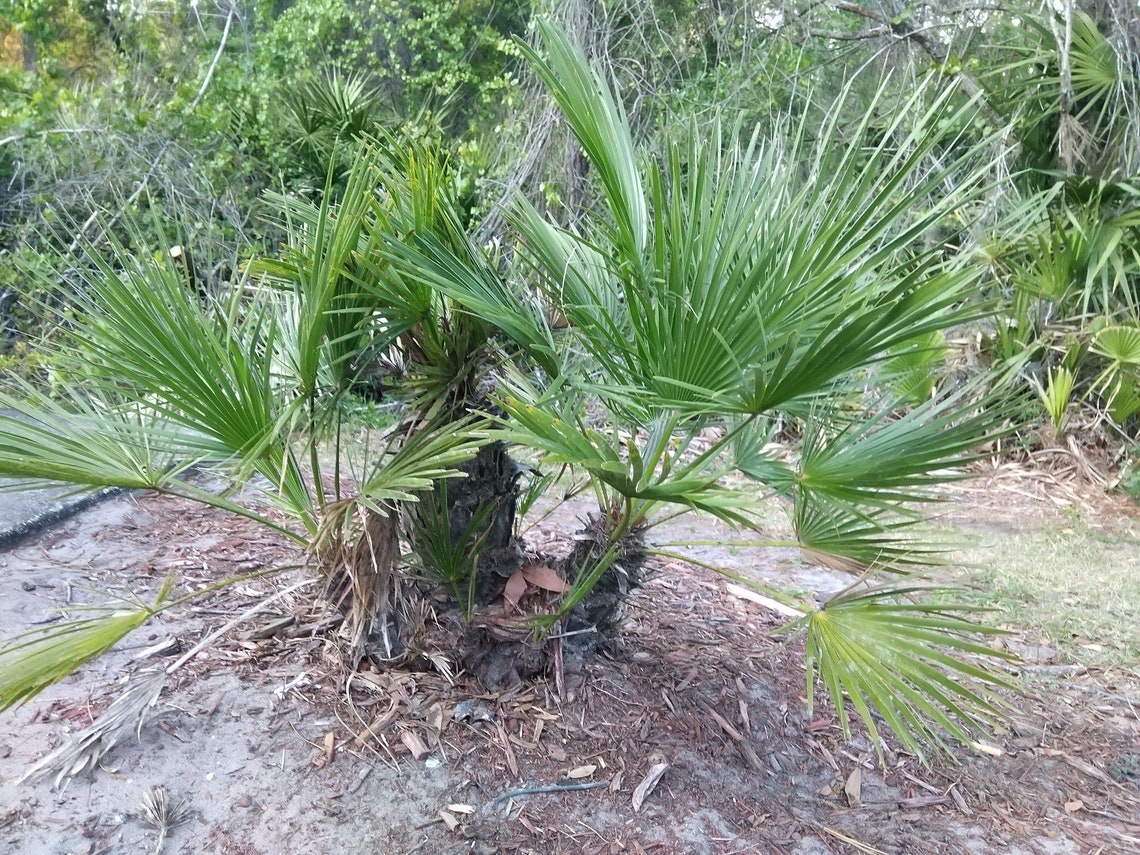 20 Dwarf Palmetto Seeds Sabal Minor BlueStem Bush Palm Etsy