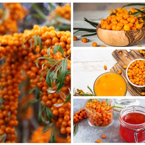 50+ Seaberry Seeds - Sea Buckthorn | Edible Berry Fruit Shrub, Tree