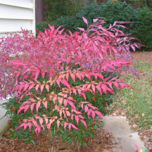 20 Heavenly Bamboo Nandina domestica Seeds Ornamental Shrub image 1