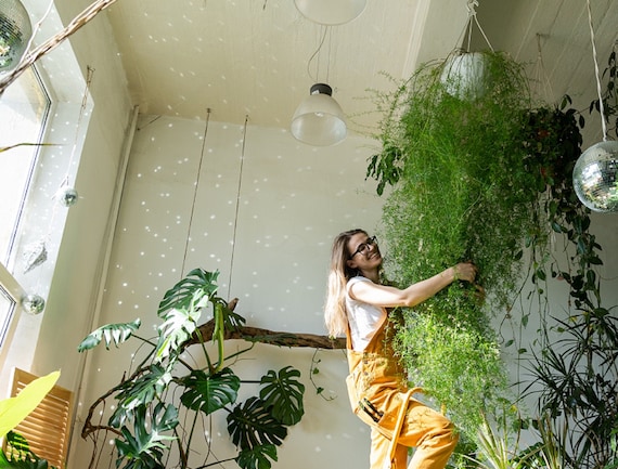 20 Asparagus Fern Sprengeri Seeds | Indoor Hanging Potted Basket Plant