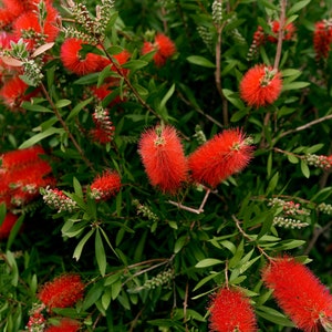 100 Crimson Bottle Brush Seeds Callistemon citrinus Fast-Growing Red Flowering Tree image 9