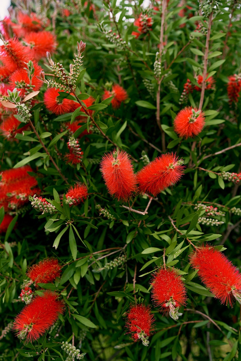 100 Crimson Bottle Brush Seeds Callistemon citrinus Fast-Growing Red Flowering Tree image 9