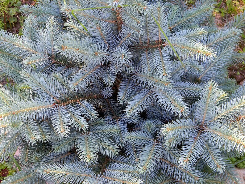 50 Blue Spruce Seeds Colorado Christmas Trees picea Etsy