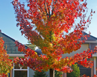 15 American Sweet Gum Tree Seeds (Liquidambar styraciflua) Free Shipping