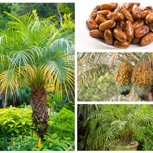 15 Pygmy Date Palm Seeds (Dwarf P. Roebelenii) Indoor Houseplant, Free Shipping