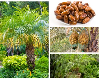 15 Pygmy Date Palm Seeds (Dwarf P. Roebelenii) Indoor Houseplant, Free Shipping