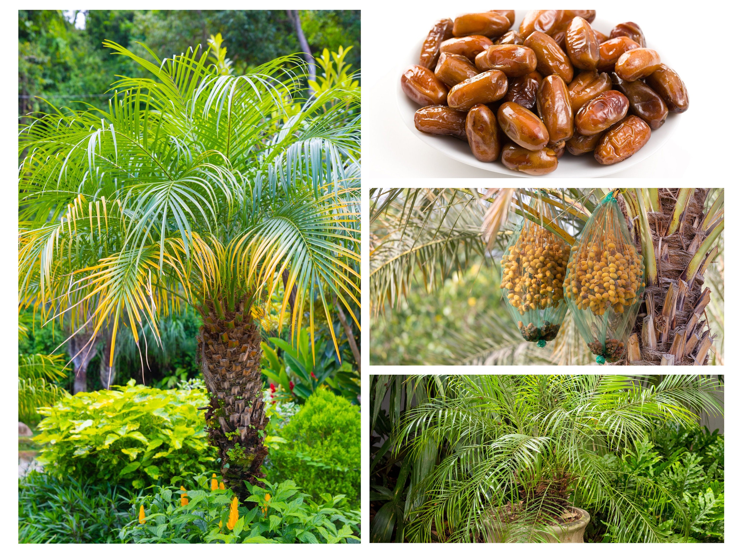35 Pygmy Date Palm Seeds dwarf P. Roebelenii Edible Fruit Etsy