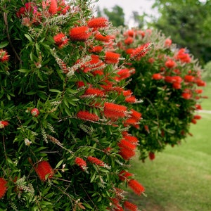 100 Crimson Bottle Brush Seeds Callistemon citrinus Fast-Growing Red Flowering Tree image 1