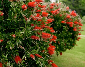 100+ Crimson Bottle Brush Seeds (Callistemon citrinus) | Fast-Growing Red Flowering Tree