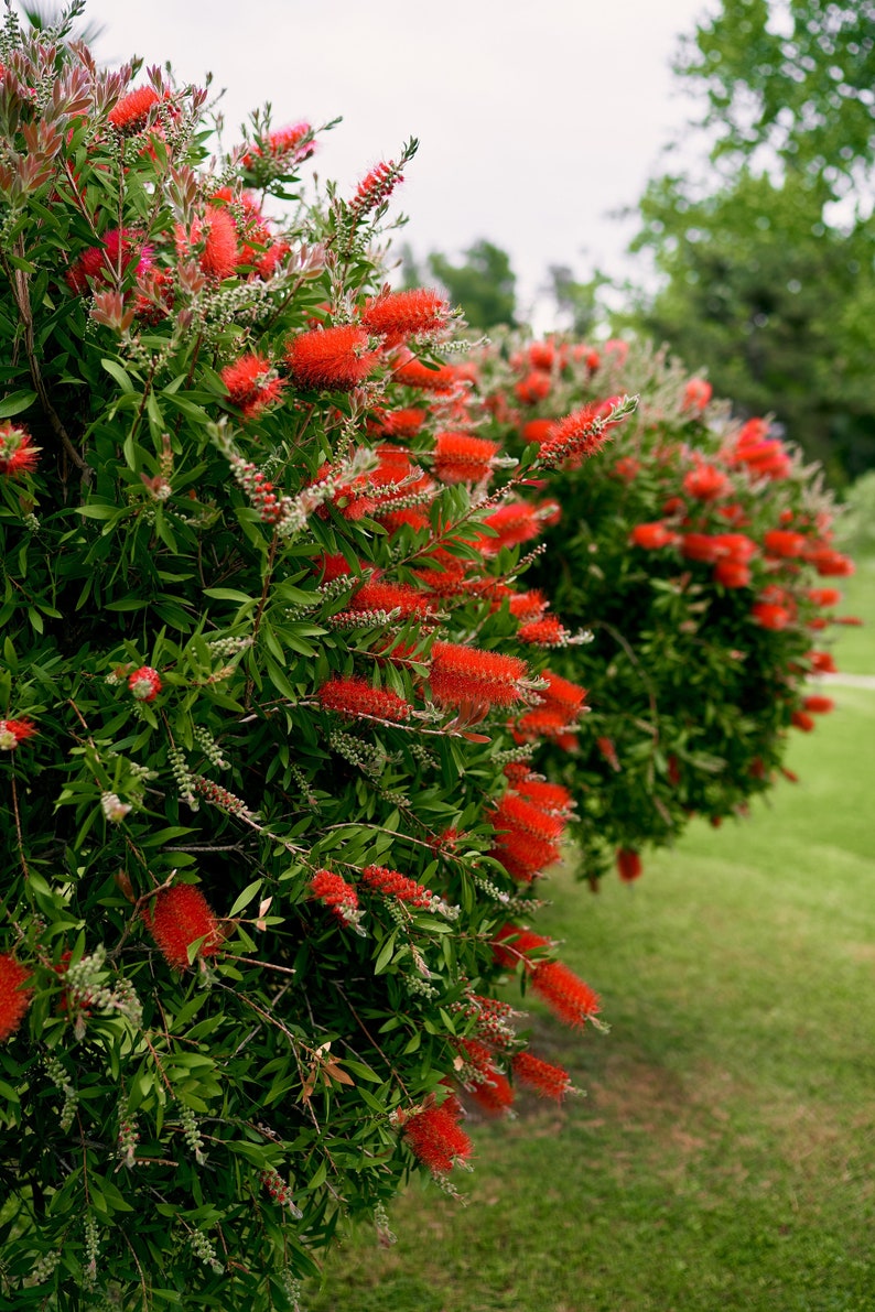 100 Crimson Bottle Brush Seeds Callistemon citrinus Fast-Growing Red Flowering Tree image 1