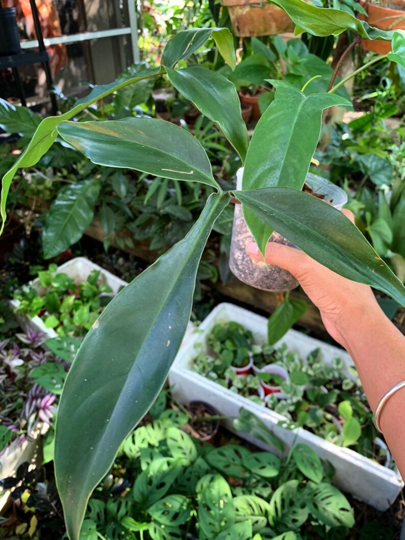 cheapest Philodendron 69686, Healthy plant with fully