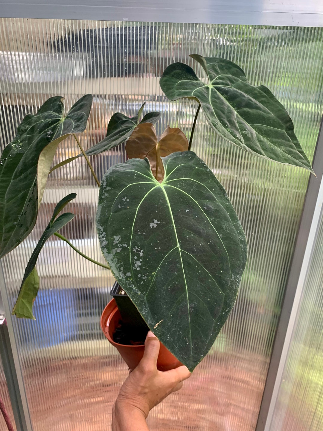 Large Anthurium Ace of Spades/ Rare Find. Free UPS Express 3 Days