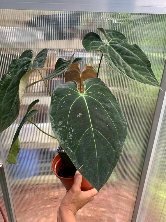 anthurium ace of spades origin anthurium ace of spades origin