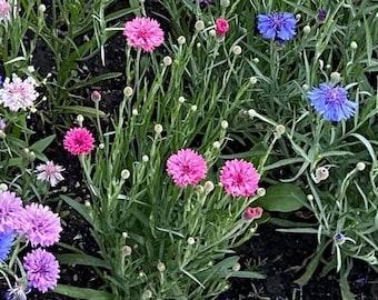 100 Bachelor Button Polka Dot Mix Seeds, Cornflower, Flower Seeds, Wildflower, Pollinator Favorite