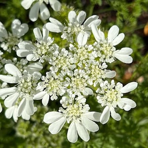 May include: Close-up of white Queen Anne's Lace flowers with delicate, heart-shaped petals. The flowers have a central cluster of tiny, creamy-yellow florets, set against a backdrop of green foliage. The image is brightly lit, highlighting the intricate details.