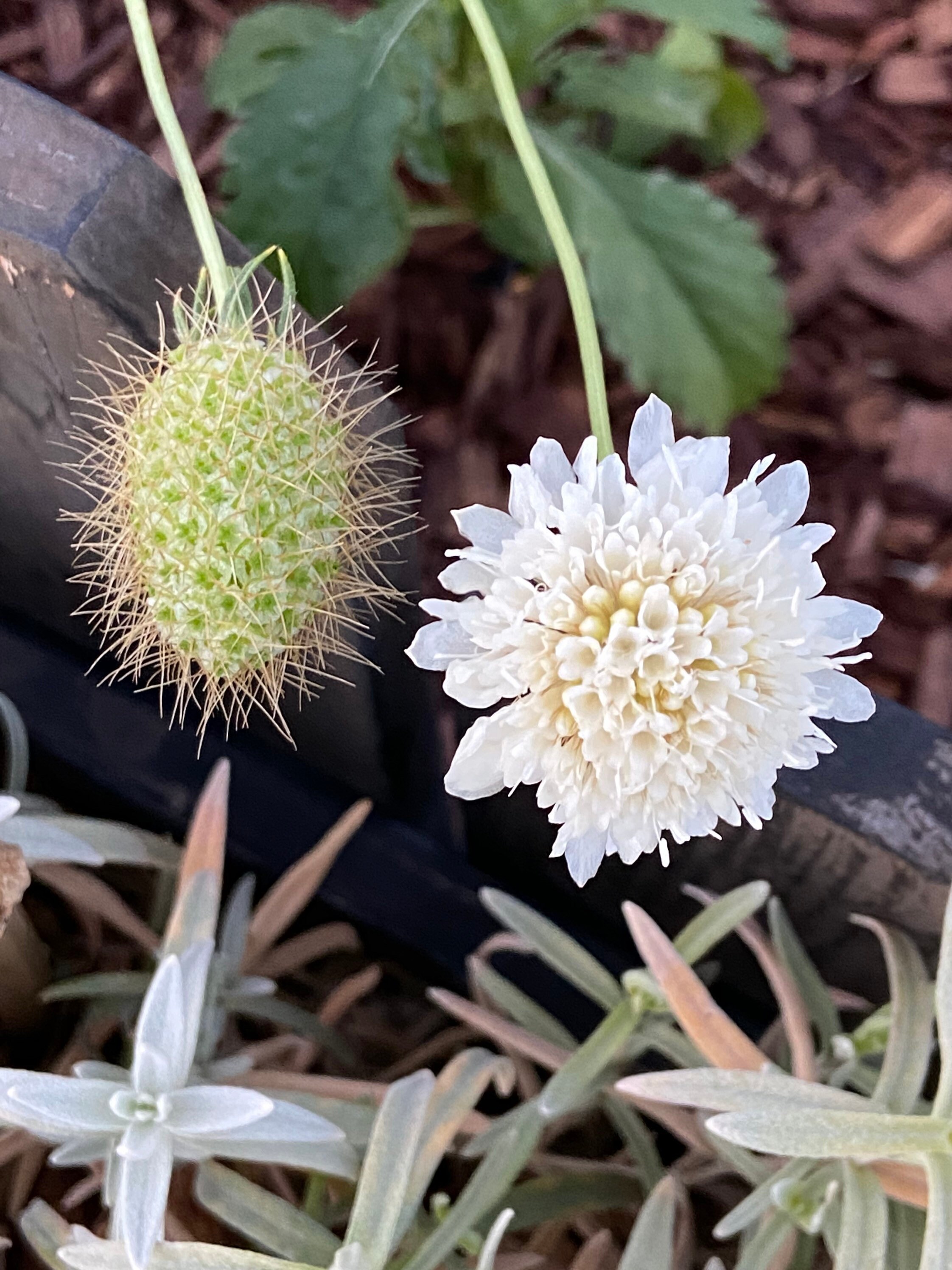 50 Snow Maiden Pincushion Flower Seeds Etsy