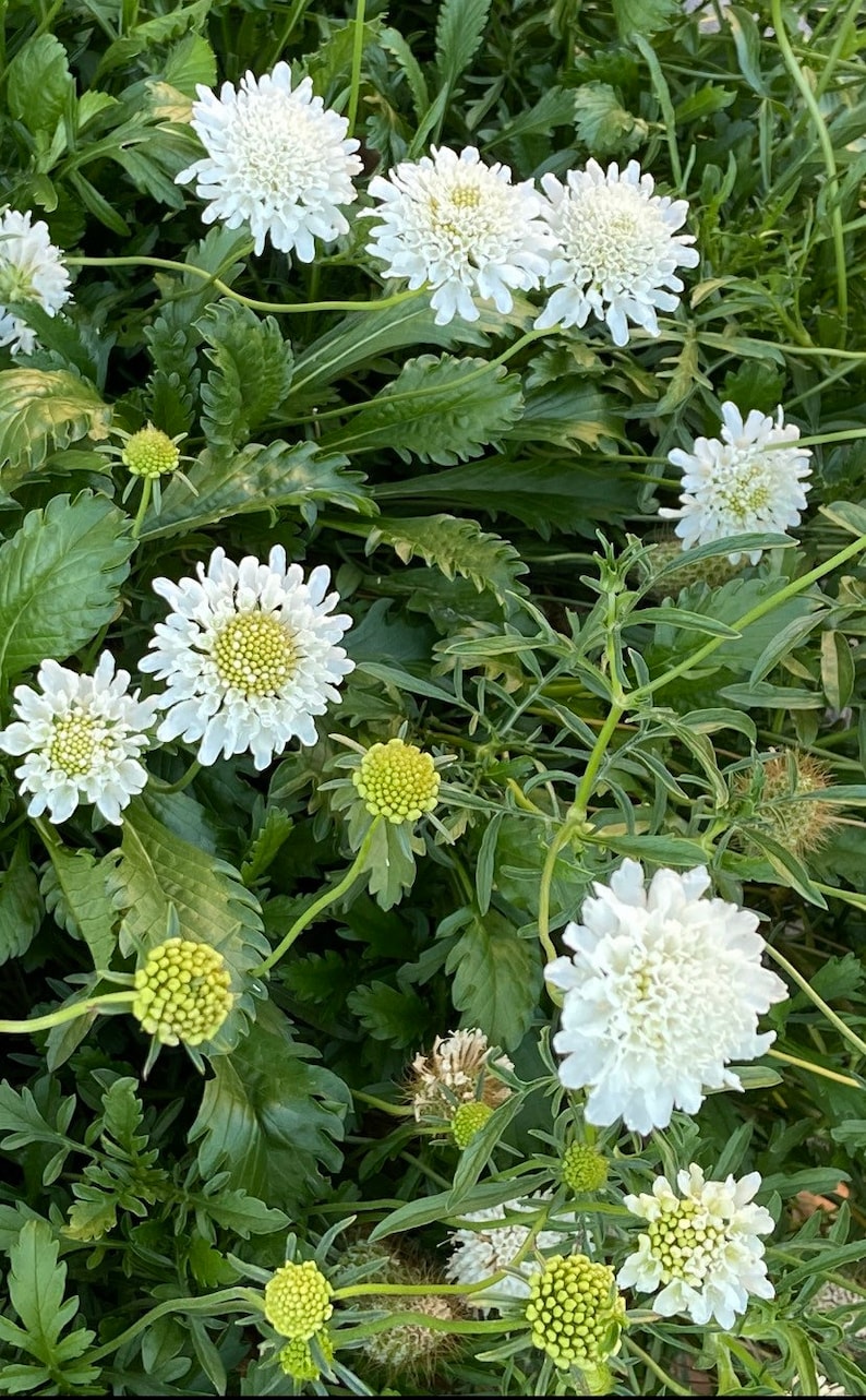 50 Snow Maiden Pincushion Flower Seeds Etsy