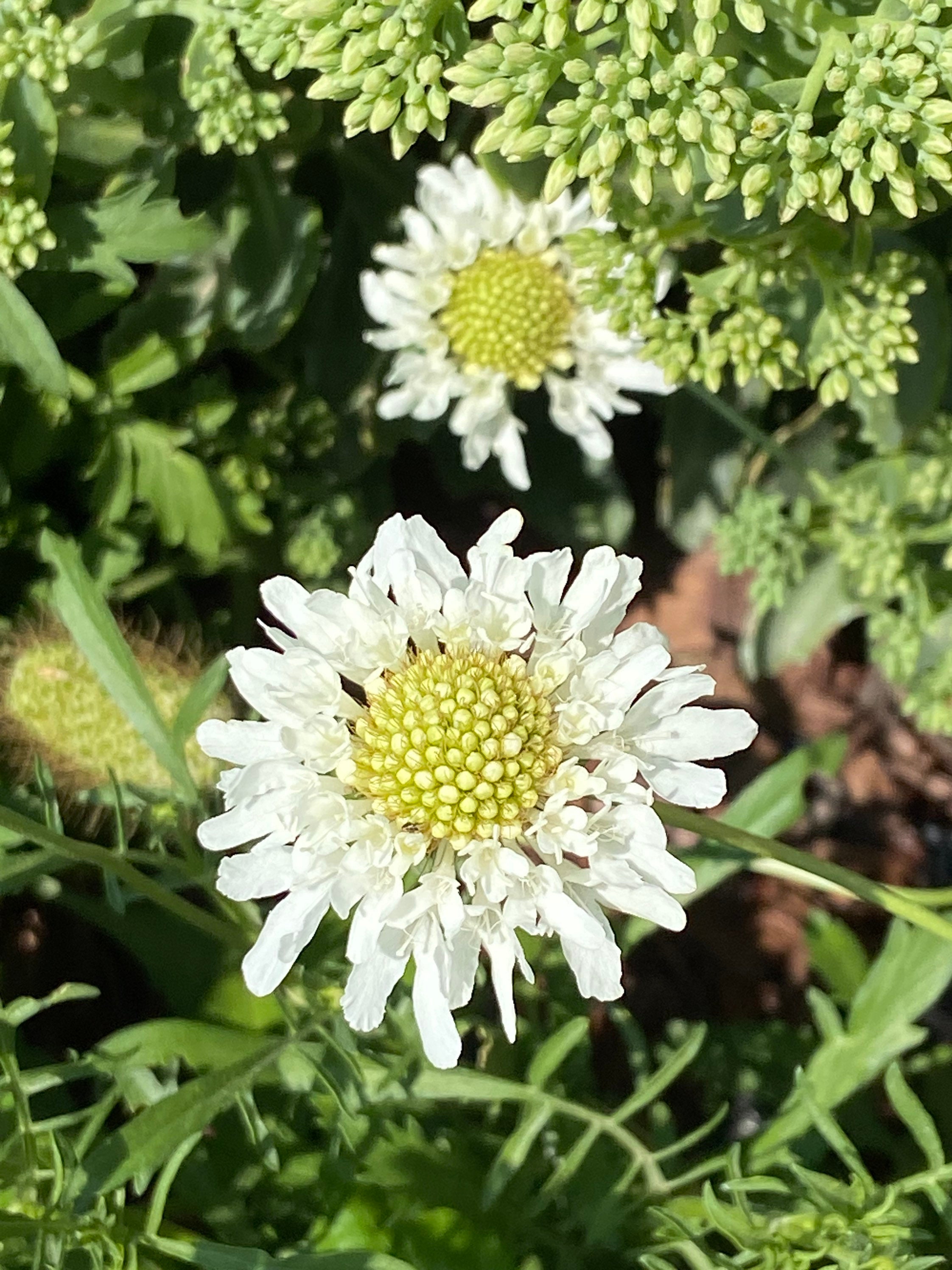50 Snow Maiden Pincushion Flower Seeds Etsy