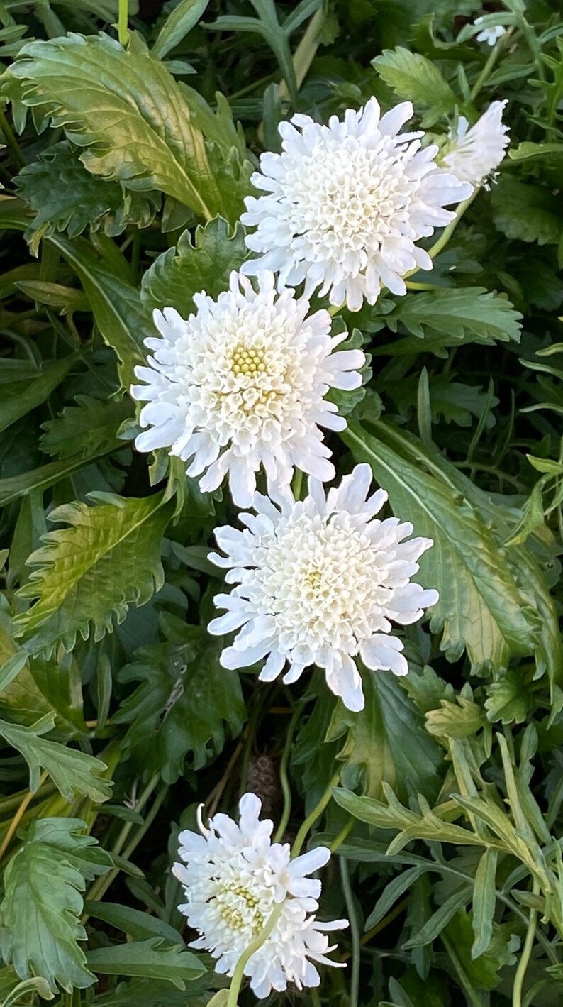 50 Snow Maiden Pincushion Flower Seeds Etsy