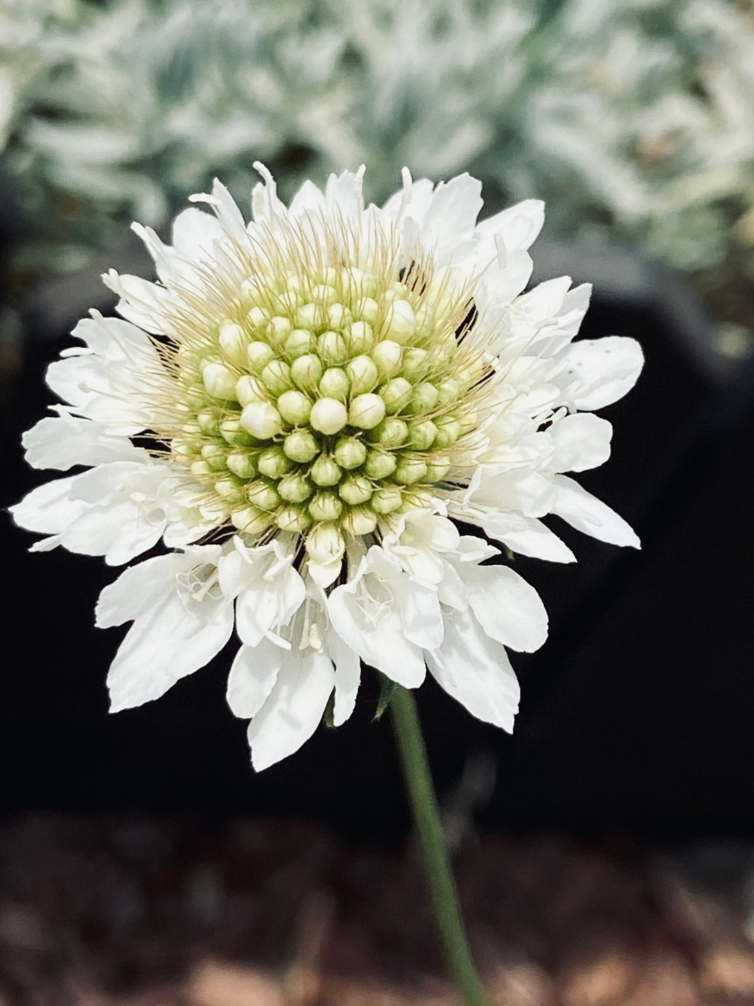 50 Snow Maiden Pincushion Flower Seeds Etsy