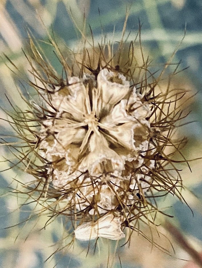 50 Snow Maiden Pincushion Flower Seeds Etsy