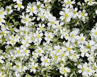 Snow-In-Summer (Cerastium Silver Carpet) Seeds (200+)