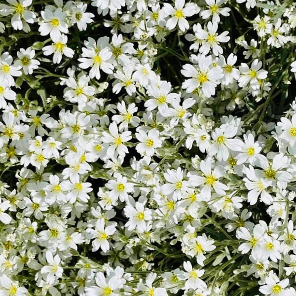 200 Snow-In-Summer Flower Seeds, Cerastium Silver Carpet, Full Sun Ground Cover, Perennial