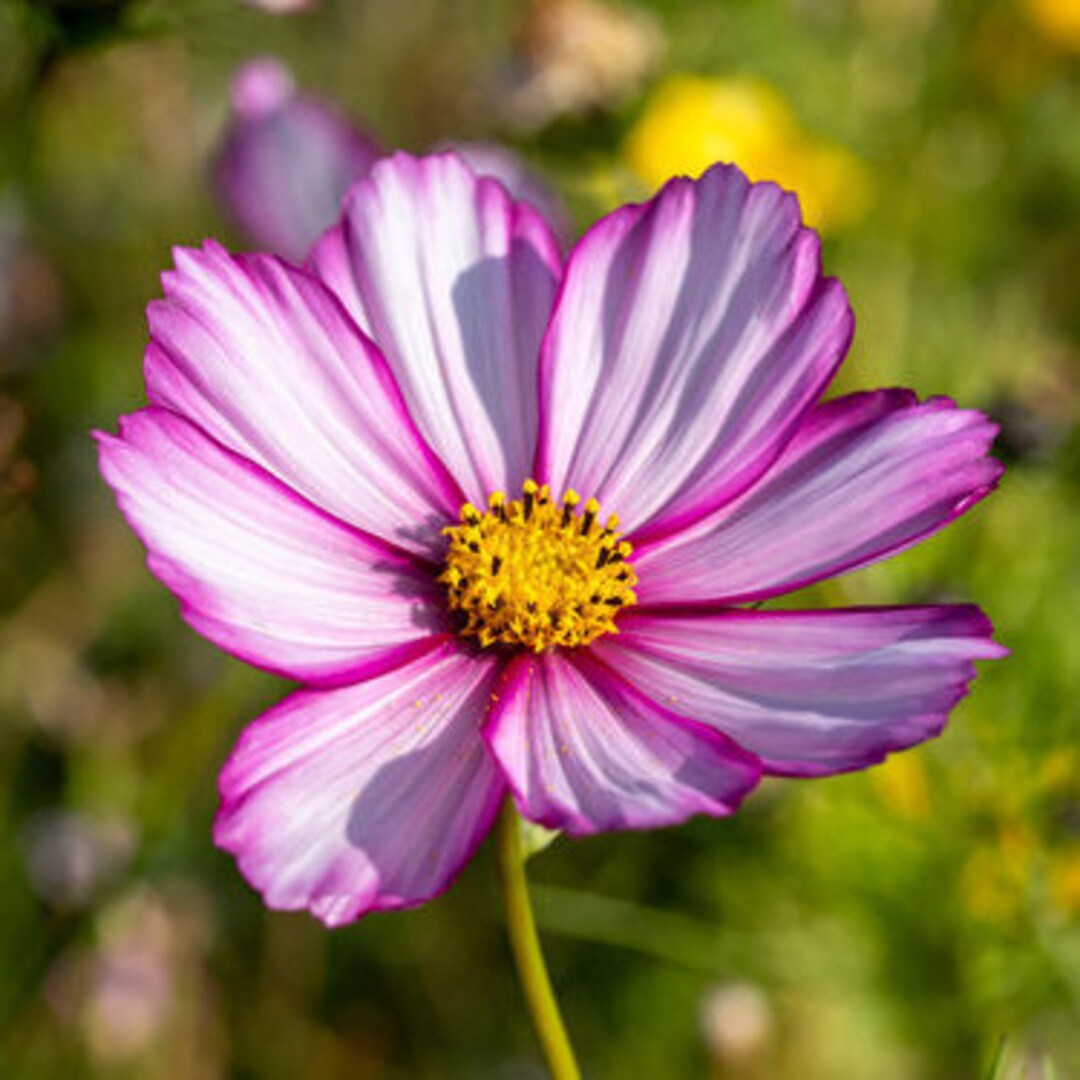 75 Cosmos Candy Stripe Seeds, Cosmos, Flower Seeds, Wildflower ...