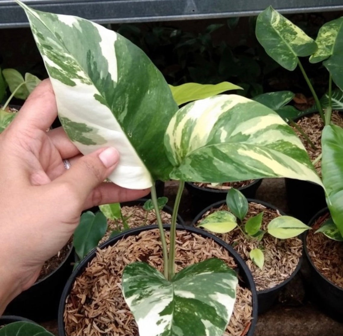 Monstera Epipremnum Pinnatum Variegated plants Free | Etsy