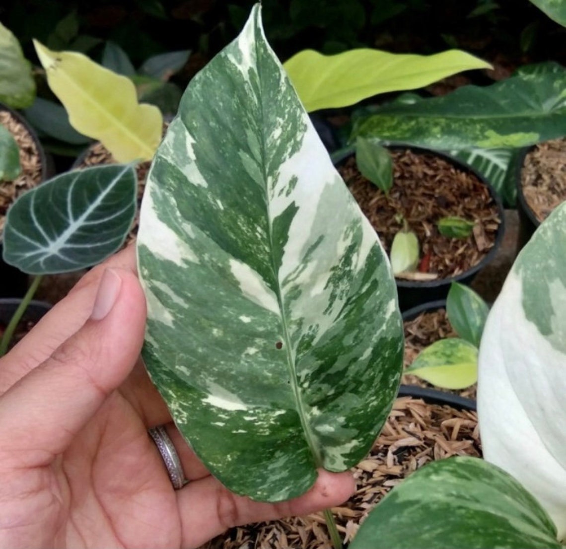 Monstera Epipremnum Pinnatum Variegated plants Free | Etsy