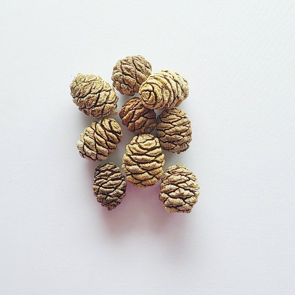 2ct Sequoia pine Cone, Deodar Cedar Cones, Wreaths Crafts Potpourri Hobby Ornament Natural decor Florist supplies Terrarium