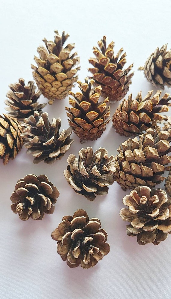 Pine Cone Crafts - using conifer cones and seed pods for rustic crafts