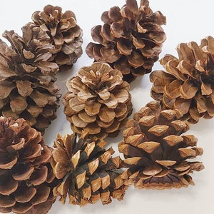 Mini Pine Cones Terrariums, Potpourri, Nature Decor, Holiday Crafts 