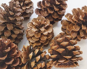 2ct Pine Cone, Deodar Cedar Cones, Wreaths Crafts Potpourri Hobby Ornament Natural decor Florist supplies Terrarium, holiday pinecone